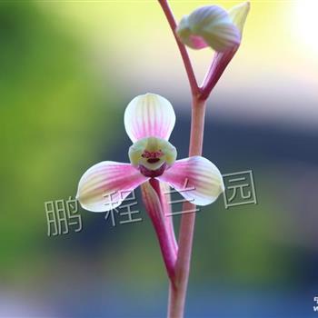0起拍…红花梅瓣【七彩红梅】
