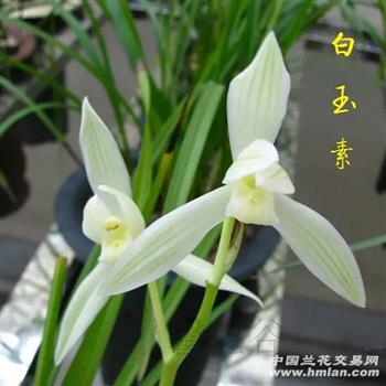 莲瓣 白玉素5壮苗1芽1花苞 - 中国兰花交易网