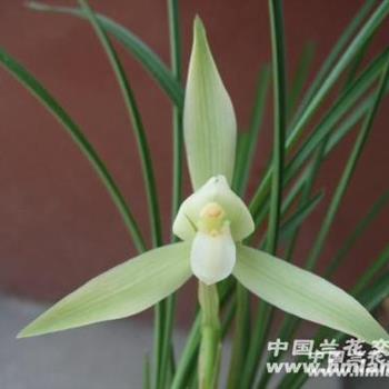 春兰新月佩素