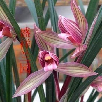 春剑珍品红素带2芽