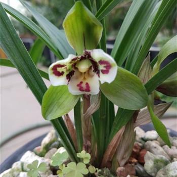 三圣一(前龙特壮带花一发二带叶蝶) - 中国兰花