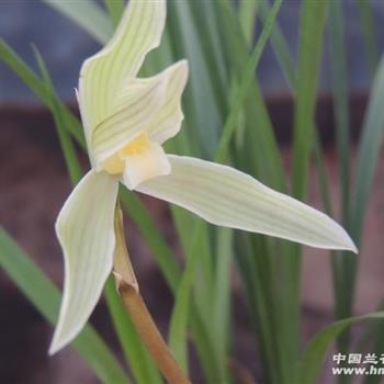 春剑奇花素,4苗1花1芽 - 中国兰花交易网