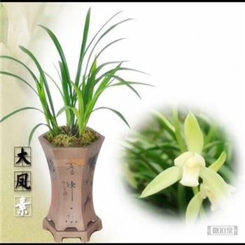 带多芽-大凤素(0219) - 中国兰花交易网