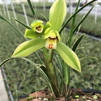 全场兰花0起拍满百元包邮【皎月】大量批发