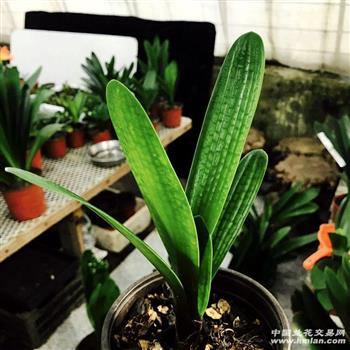 东北长春精品钢板蜡膜油匠君子兰小苗