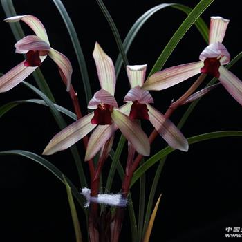 西南春兰红素精品——现切滇红素引种1苗 - 中国兰花