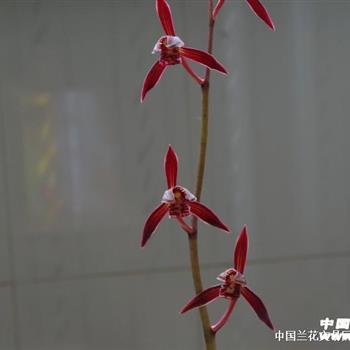 紫凤