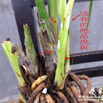 送春的绝品虎斑幽灵草 - 中国兰花交易网