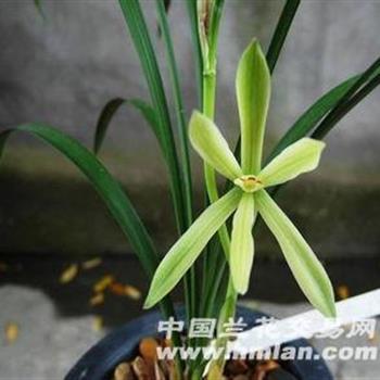 春兰布依江 3苗1芽