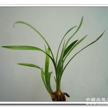 翠盖
