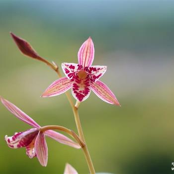 0起拍…漂亮【红猫蕊蝶】带现花 - 中国兰花交易网