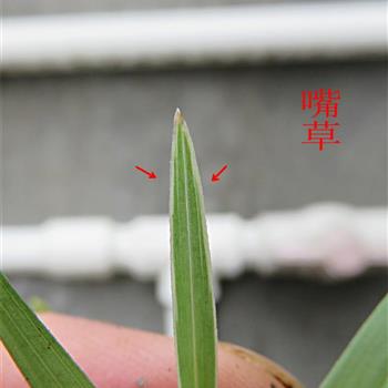 嘴草