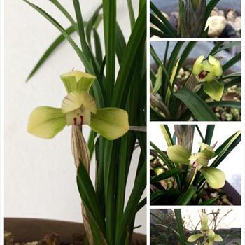 春兰扫尾艺荷型色花 - 中国兰花交易网