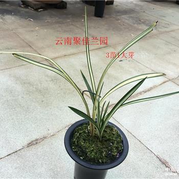 春剑精品白中透【天娇】3苗1大芽 - 中国兰花交易网