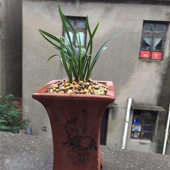 翠盖