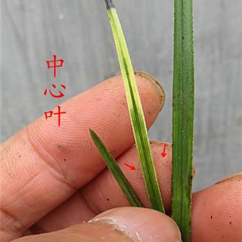 虎斑