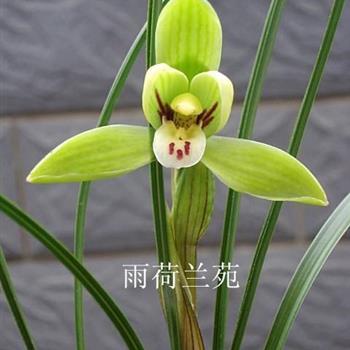 龙字