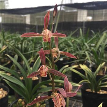 正宗墨兰达摩冠漂亮艺,4壮苗1花苞,花苞红红的