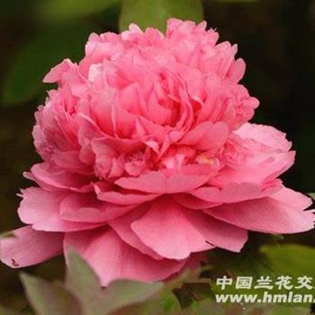 大胡红牡丹2-5年苗(不同
