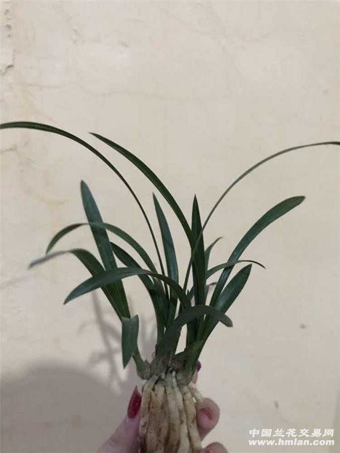 给皇后娘娘请安-新手养兰-中国兰花交易网社区