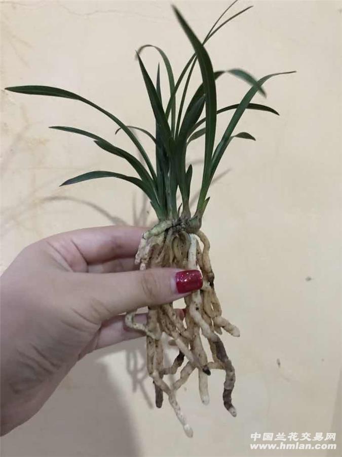 给皇后娘娘请安-新手养兰-中国兰花交易网社区