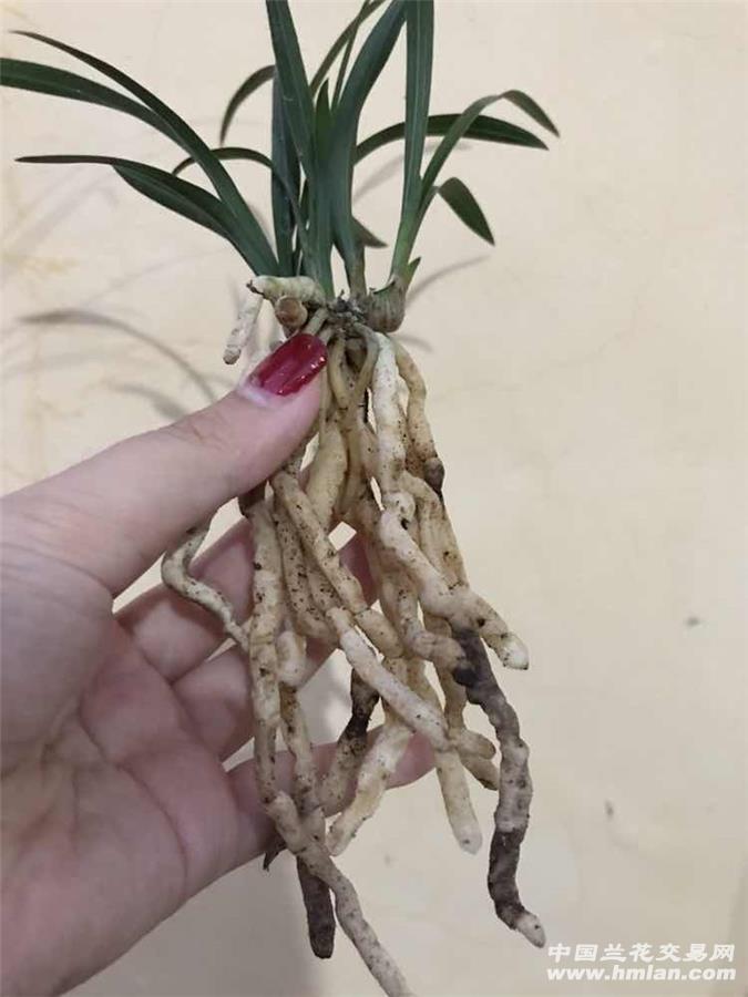 给皇后娘娘请安-新手养兰-中国兰花交易网社区