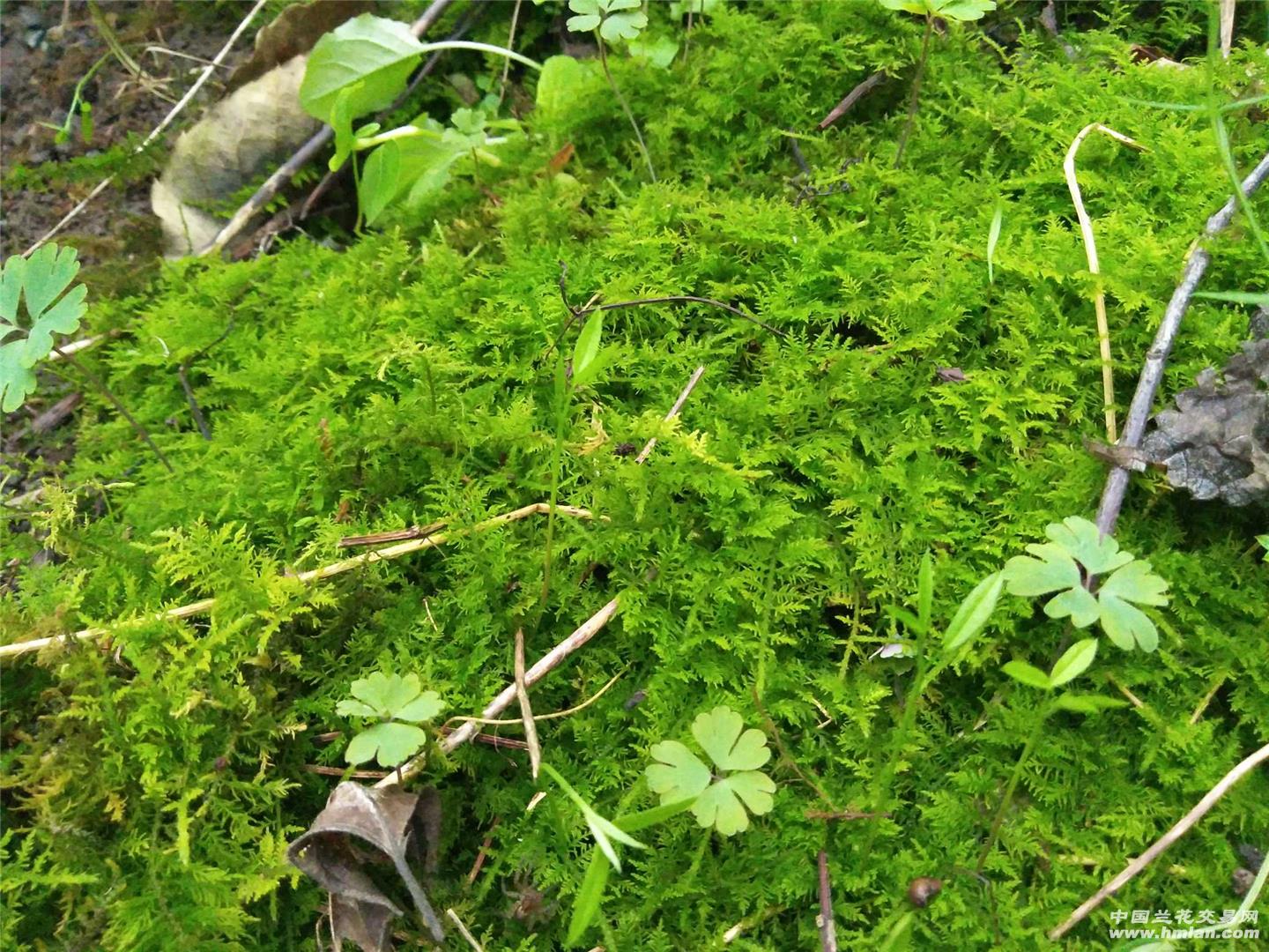 天然新鲜苔藓及紫砂泥高腰兰盆包邮-促销活动