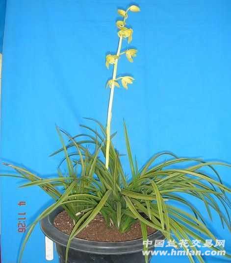 **秦深素**蕙素150分盆-蕙兰篇-中国兰花交易网社区