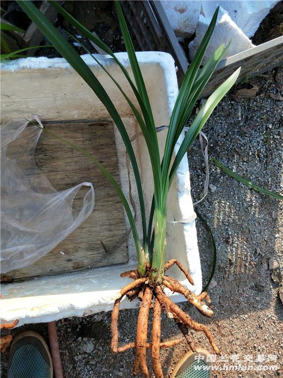 卖家申请 自我介绍-申请卖家-中国兰花交易网社