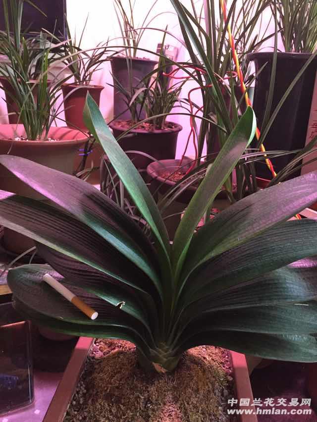 腐牛粪是好东西-种养心得-中国兰花交易网社区