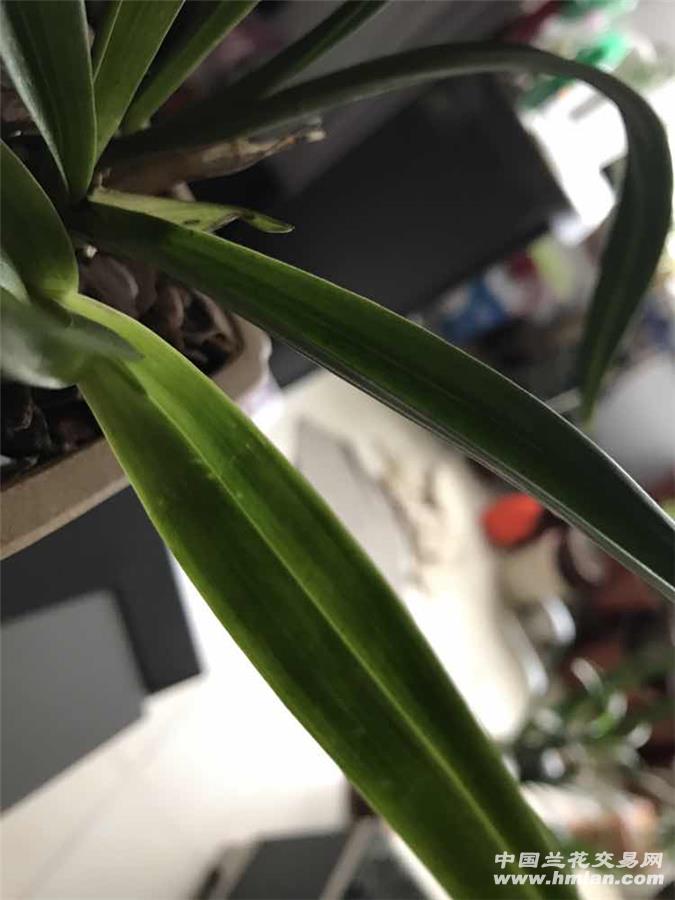 叶子上褪色的斑点是不是拉丝病