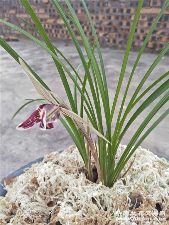 莲瓣兰红满天开花