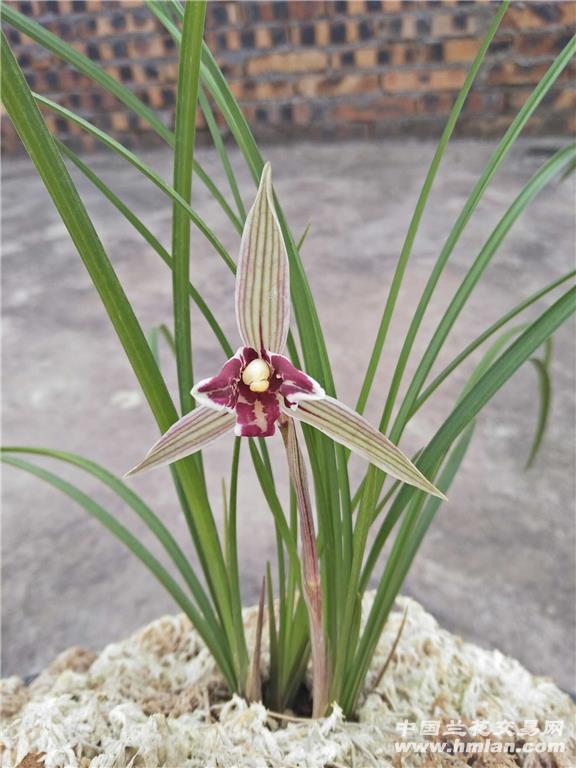 莲瓣兰红满天开花