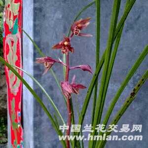 红花蕙兰复花了没,朋友